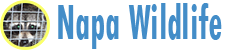 Napa Wildlife